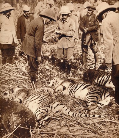 Egy királyi táska tigrisekből, 1911-1935. alkotó: Unbekannt