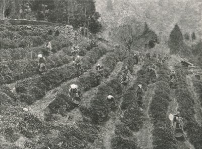 Teaültetvény a városon kívül, Kobe, Japán, 1895. alkotó: Unbekannt