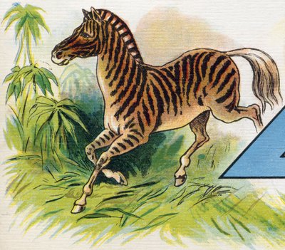 Egy zebra. Metszet "ABC L