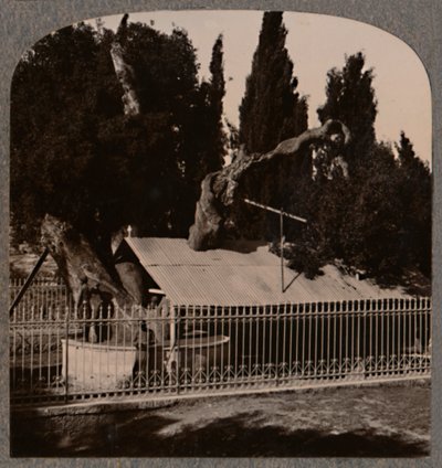 Abraham Oak Hebron közelében, 1900 körül alkotó: Unbekannt