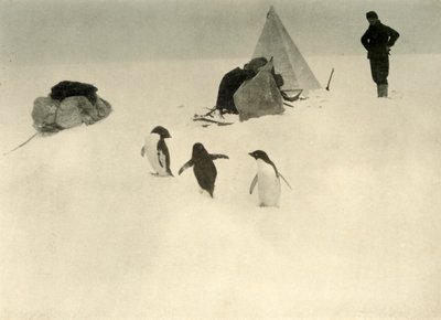 Adelie Penguins látogatás egy táborban c1908, 1909. alkotó: Unbekannt
