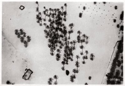 Légifelvétel pálmaárnyékról az arab sivatagban, egy Zeppelinről, 1931 1933 alkotó: Unbekannt