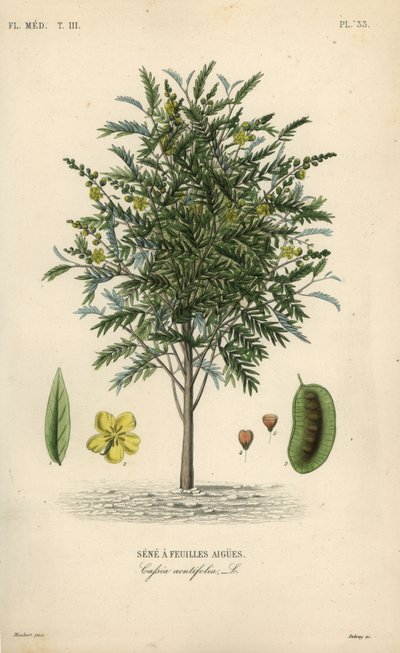 Alexandriai szenna, Senna alexandrina, Cassia acutifolia, Hevenylevelű szenna alkotó: Unbekannt
