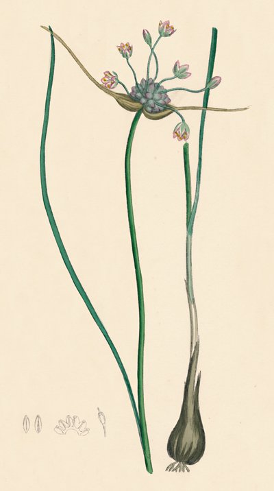 Allium oleraceum var. őszinte. Mezei fokhagyma, var. a, 19. század alkotó: Unbekannt
