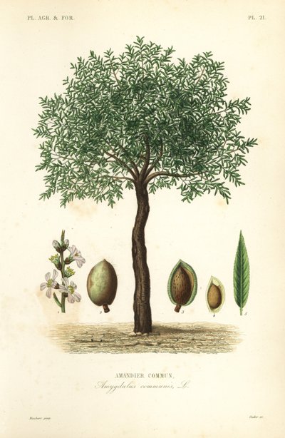 Mandulafa, Prunus dulcis, Közönséges mandulafa alkotó: Unbekannt