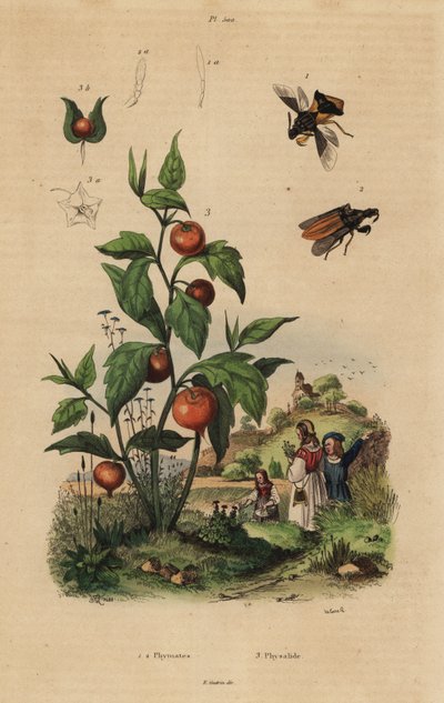 Lespoloska, Macrocephalus cimicoides 1,2 és hólyagcseresznye vagy kínai lámpás növény, Physalis alkekengi 3 alkotó: Unbekannt