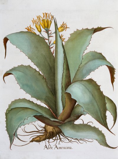 Amerikai Aloe Aloe Americana, 1613 alkotó: Unbekannt