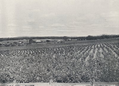 Egy ausztrál szőlőültetvény, 1923. alkotó: Unbekannt