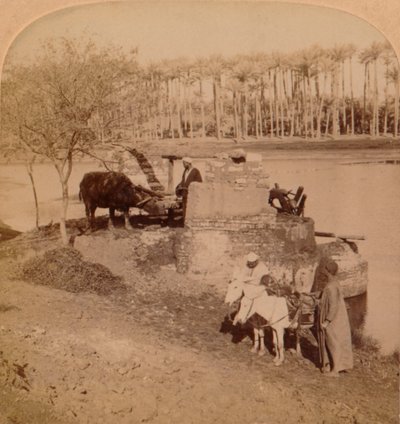 Egy egyiptomi szakije, Nílusi vizet rajzol öntözéshez, Egyiptom, 1896 alkotó: Unbekannt