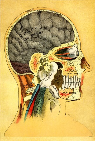 Anatómiai diagram, a fej 1905 alkotó: Unbekannt