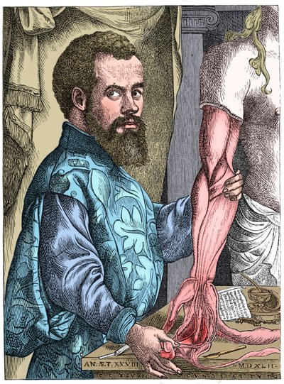 Andreas Vesalius, 16. századi flamand anatómus alkotó: Unbekannt