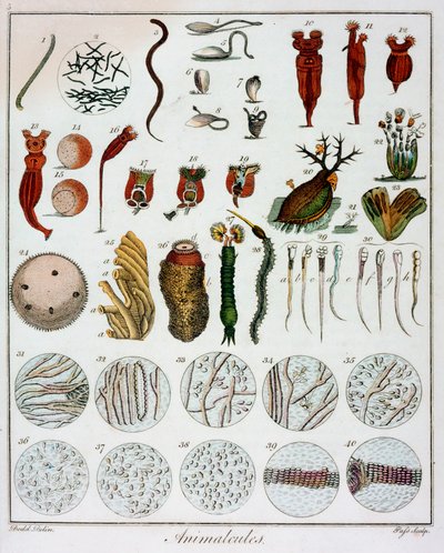Anton van Leeuwenhoek által megfigyelt „Animalcules”, c1795 alkotó: Unbekannt