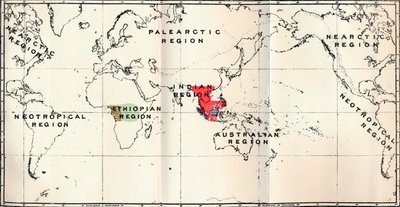 Anthropoidea - Hylobates Red, Simia Blue, Gorilla Brown, Anthropopithecus Green, 1897 alkotó: Unbekannt