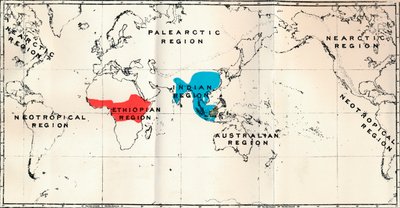 Anthropoidea - Térképi elterjedtség Genera Semnopithecus Blue, Nasalis Brown, Colobus Red, 1897 alkotó: Unbekannt