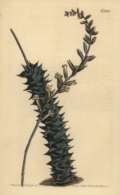 Astroloba foliolosa (Kislevelű aloe, Aloe foliolosa) alkotó: Unbekannt