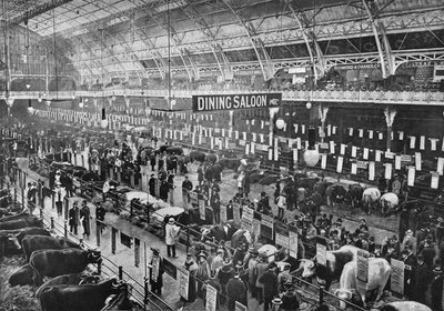 A Smithfield Club szarvasmarha kiállításon, Agricultural Hall, Islington, London, 1902 1903 alkotó: Unbekannt