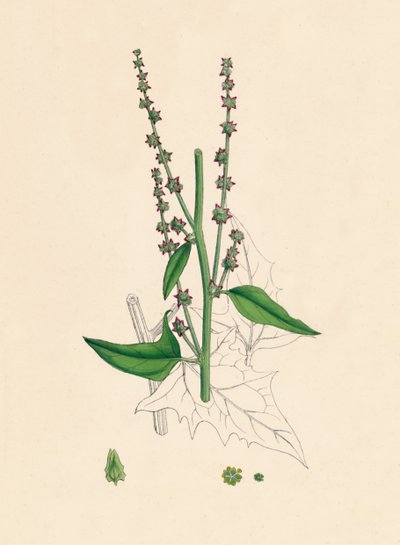 Atriplex Smithii. Smiths Orache, 19. század alkotó: Unbekannt