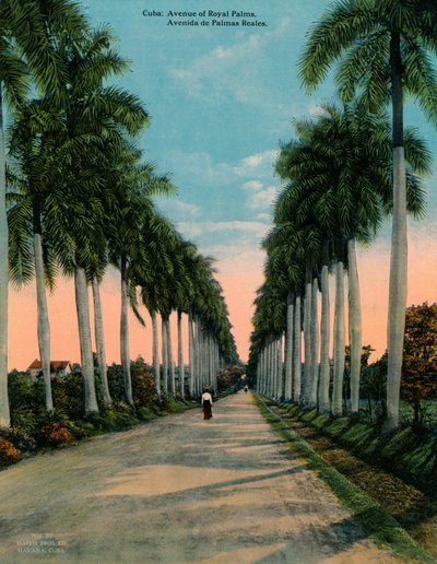 Avenue of Royal Palms, Kuba, 1920 alkotó: Unbekannt