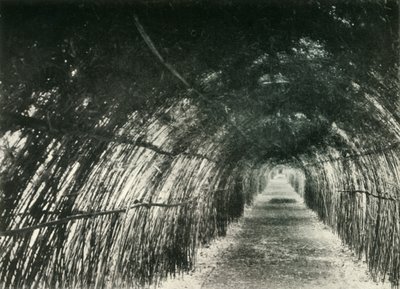 Bamboo Avenue, Barrackpore, 1904, 1925. alkotó: Unbekannt