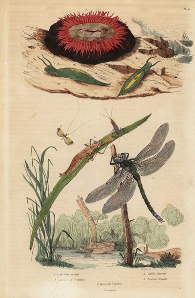 Hordós buborékcsiga, Acteon tormatilis 1, gyöngykökörcsin, Actinia equina 2, sárgarúdú hosszúszarvú, Nemophora degeerella 3, barna hawker, Aeshna grandis 4 alkotó: Unbekannt