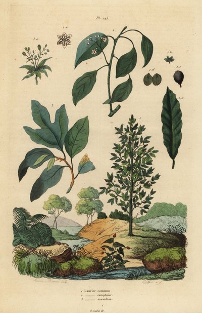 babér, Laurus nobilis 1, kámforfa, Cinnamomum camphora 2 és sassafras, Sassafras albidum 3 alkotó: Unbekannt