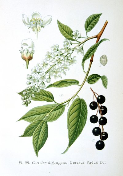 Madárcseresznye, 1893 alkotó: Unbekannt