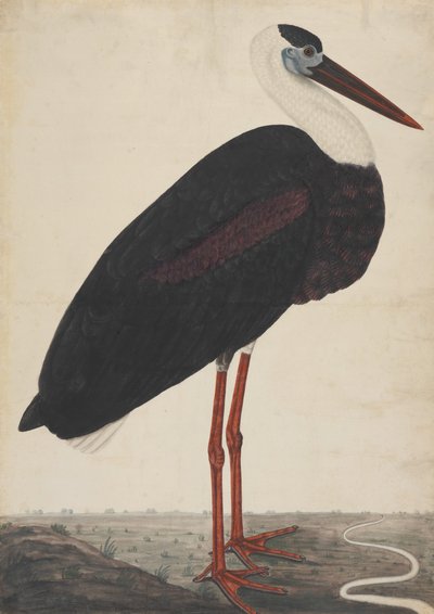 Fekete gólya tájban, kb. 1780. alkotó: Unbekannt