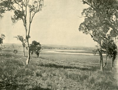 Black Swan Lagoon, Warwick közelében, Queensland államban, 1901. alkotó: Unbekannt