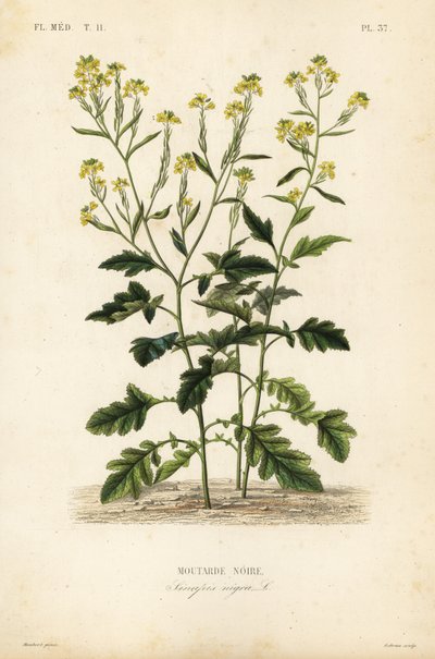 Fekete mustár, Brassica nigra, Sinapis nigra, Fekete mustár alkotó: Unbekannt