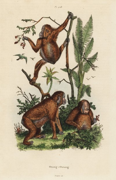 Borneói orangutánok, Pongo pygmaeus alkotó: Unbekannt