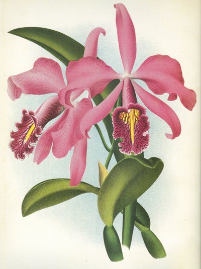 Botanikai tábla/Cattleya maxima var. Malouana/Lindenia alkotó: Unbekannt