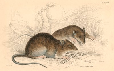 Barna patkány Rattus rattus, 1828 alkotó: Unbekannt