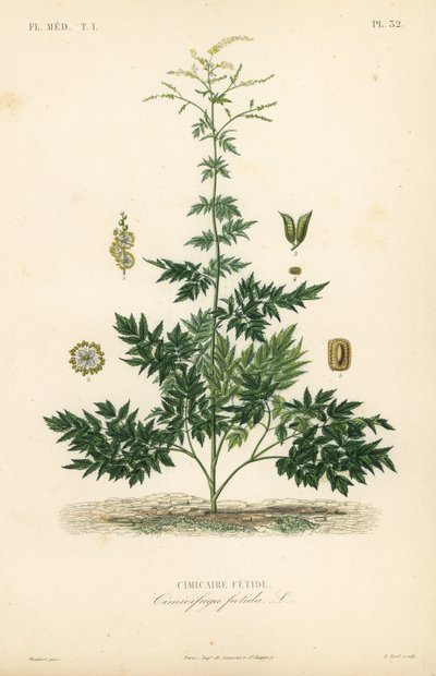 Bugbane vagy cohosh, Actaea cimicifuga, Cimicifuga foetida, Cimicaire fetide alkotó: Unbekannt