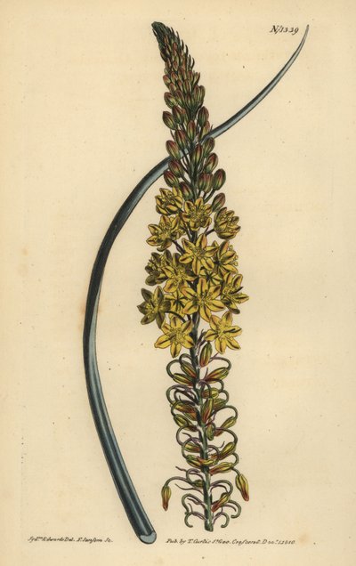 Bulbine asphodeloides (Glaucous leveled anthericum, Anthericum longiscapum) alkotó: Unbekannt