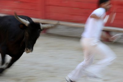 Bikaviadal (Course camarguaise). Vérnélküli látványosság (a bikáknak), melynek célja egy rozetta leragadása egy bika fejéről, Vallabregues, Franciaország alkotó: Unbekannt