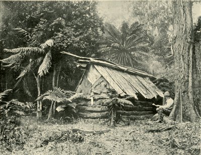 Bush Hut, Dandenong Ranges, Victoria, 1901. alkotó: Unbekannt