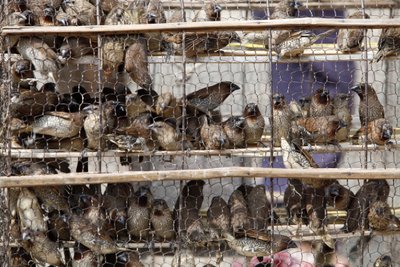 Vögel im Käfig, Udong, Kambodscha von Unbekannt