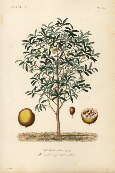 Calabash szerecsendió, Monodora myristica, Monodore aromatique alkotó: Unbekannt