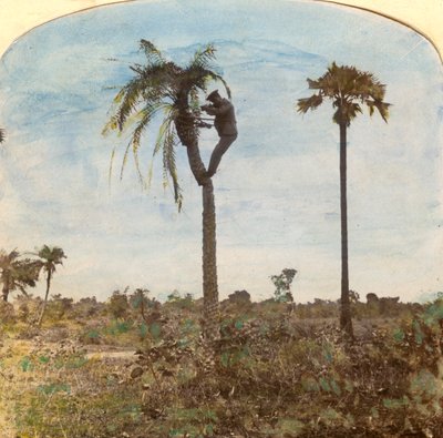 Osman kapitány lő egy fáról hevederek segítségével, India, 1900-as évek alkotó: Unbekannt
