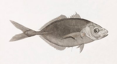 Caranx Lune, közelről alkotó: Unbekannt