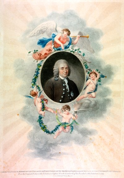 Carolus Linnaeus svéd természettudós és orvos, 1807 alkotó: Unbekannt