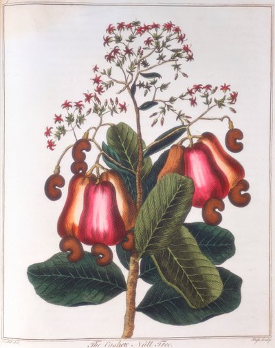 Kesudió – Anacardium occidentale, c1798 alkotó: Unbekannt