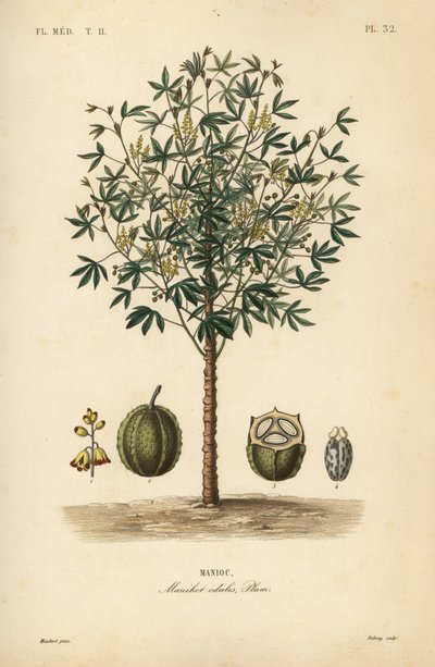 Mandula, yuca vagy indián növény, Manihot esculenta, Manihot esculenta, Manihot esculenta, Manihot esculenta alkotó: Unbekannt