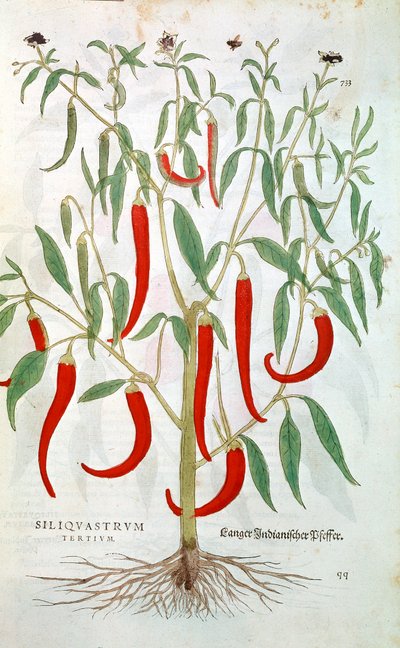 Cayenne paprika Capsicum, 16. század alkotó: Unbekannt