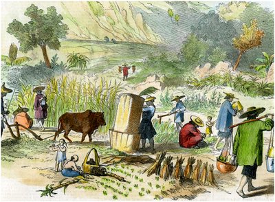 Kínai betakarítás, Hong Kong, 1875 alkotó: Unbekannt