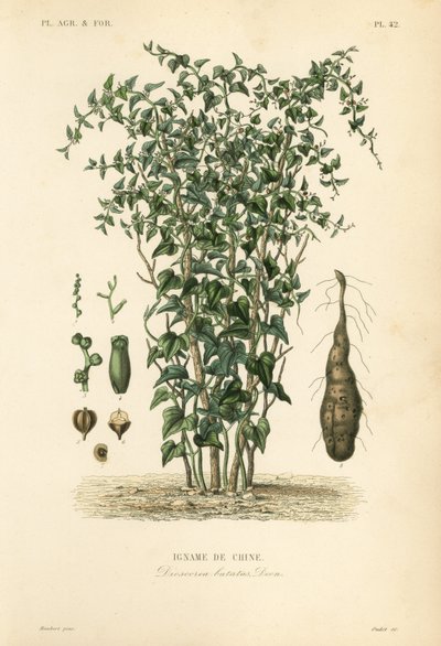 kínai yam vagy fahéjas szőlő, Dioscorea polystachya, Dioscorea batatas, Igname de Chine alkotó: Unbekannt