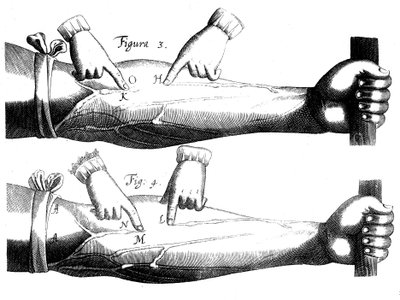 A vérkeringés, 1628 alkotó: Unbekannt