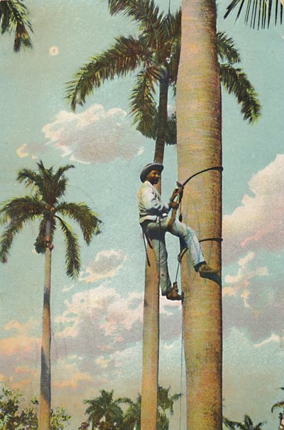 Climbing the Royal Palm – Climbing the Royal Palm, 1910. alkotó: Unbekannt