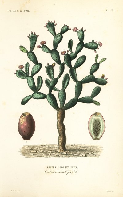 Cochineal kaktusz, Nopalea cochenillifera, Opuntia cochenillifera, Cactus cochenillifer, Cactus coccinellifer, Cactus a cochenilles alkotó: Unbekannt