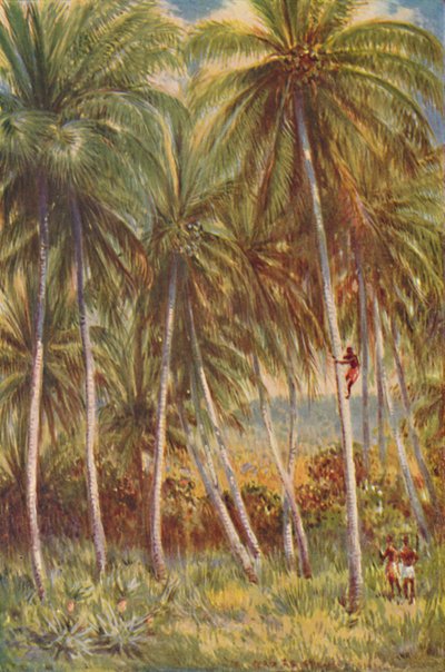 Kókuszpálma, 1924 alkotó: Unbekannt